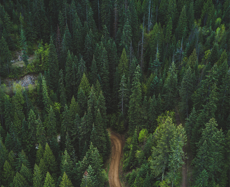 Forest report